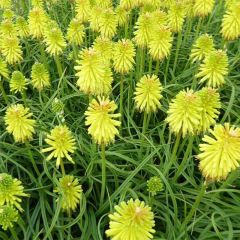 Kniphofia Limelight - Vuurpijl