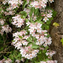 Kolkwitzia amabilis Pink Cloud - Koninginnenstruik