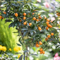 Kumquat Fukushu