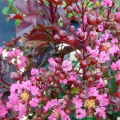 Lagerstroemia indica Rhapsody in Pink - Indische sering