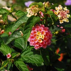 Lantana camara Evita Roze - Wandelaar