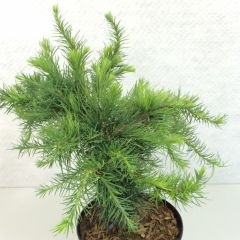 Larix decidua Little Bogle - Europese lariks