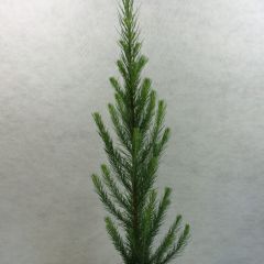 Larix kaempferi Jakobsens Pyramid - Japanse larix
