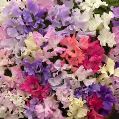 Lathyrus odoratus Fragrantissima (zaad) - Siererwt