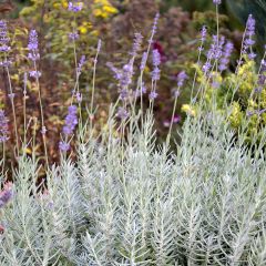 Lavendel Richard Gray