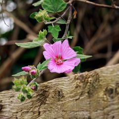 Lavatera Candy Floss – Struikmalva
