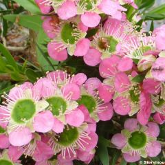 Leptospermum Karo Pearl Star - Wollige theeplant
