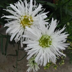 Leucanthemum Aglaia - Margriet