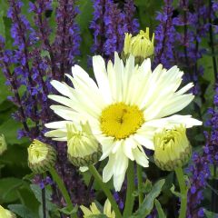 Leucanthemum superbum Banana Cream - Tuinmargriet