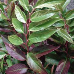 Leucothoe fontanesiana Rainbow - Druifheide