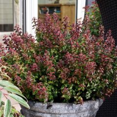 Leucothoe axillaris Twisting Red - Druifheide