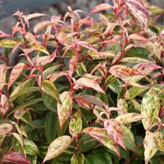 Leucothoe fontanesiana Makijaz - Druifheide
