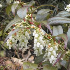 Leucothoe fontanesiana Scarletta - Druifheide