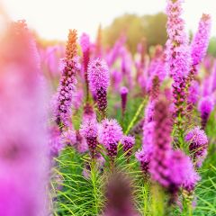 Liatris spicata Floristan Violet - Knopige slangenwortel