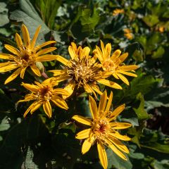 Ligularia Osiris Cafe Noir - Kruiskruid