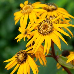 Ligularia dentata Desdemona - Kruiskruid
