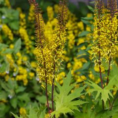 Ligularia przewalskii - Kruiskruid