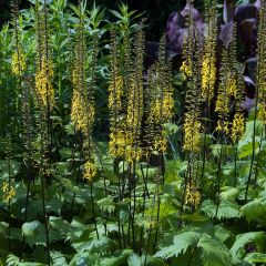 Ligularia stenocephala - Kruiskruid