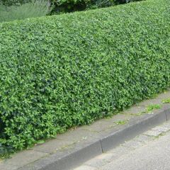 Ligustrum vulgare Lodense - Wilde liguster
