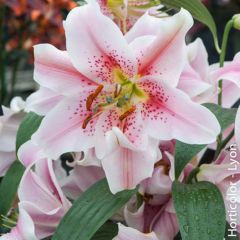 Lilium Mona Lisa - Oriëntaalse lelie