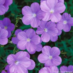 Linum narbonense Heavenly Blue (zaad) - Blauw vlas