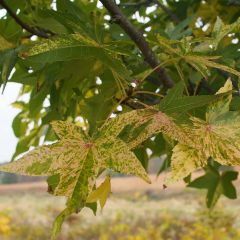 Liquidambar styraciflua Aurea - Amberboom