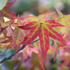 Liquidambar styraciflua Worplesdon - Amberboom