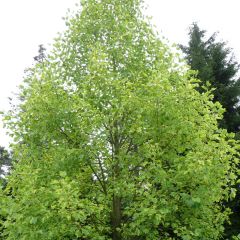 Liriodendron tulipifera Aureomarginatum - Tulpenboom