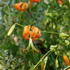 Lilium henryi - Henrys lelie