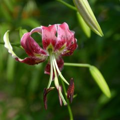 Lilium Black Beauty - Oriëntaalse lelie