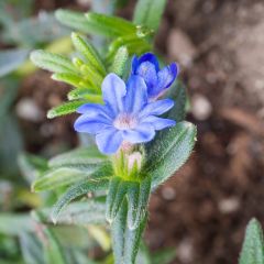 Lithodora diffusa Heavenly Blue - Steenzaad