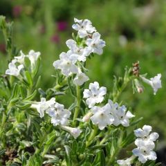 Lithodora diffusa Cambridge Blue - Steenzaad