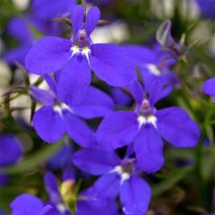 Lobelia Deep Blue Star - Hanglobelia