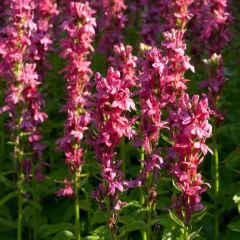 Lobelia Monet Moment - Scharlaken lobelia