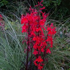 Lobelia fulgens Queen Victoria - Scharlaken lobelia