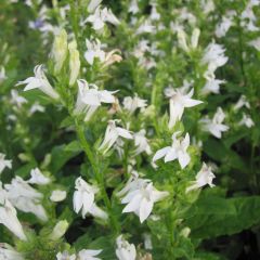 Lobelia siphilitica Alba - Virginische lobelia