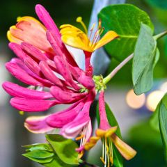 Lonicera Gold Flame - Kamperfoelie