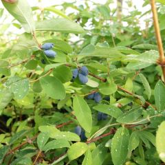 Lonicera kamtschatica Kalinka - Honingbes
