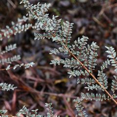 Lonicera nitida Silver Beauty - Chinese kamperfoelie