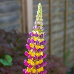 Lupinus West Country Manhattan Lights - Lupine