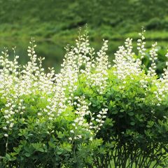 Baptisia australis Alba - Blauwe valse indigo