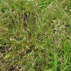 Luzula pilosa - Ruige veldbies