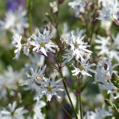 Lychnis flos-cuculi White Robin - Echte koekoeksbloem