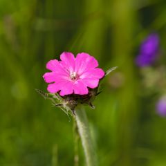 Lychnis flos-jovis - Jupiterbloem