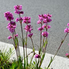 Lychnis viscaria Splendens - Rode pekanjer