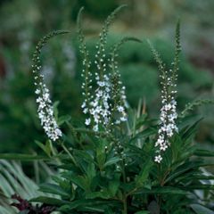Lysimachia fortunei - Wederik