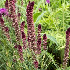 Lysimachia atropurpurea Beaujolais - Wederik
