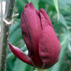 Magnolia Genie - Beverboom
