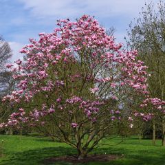 Magnolia Star Wars - Beverboom