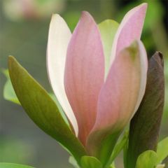 Magnolia brooklynensis Eva Maria - Beverboom